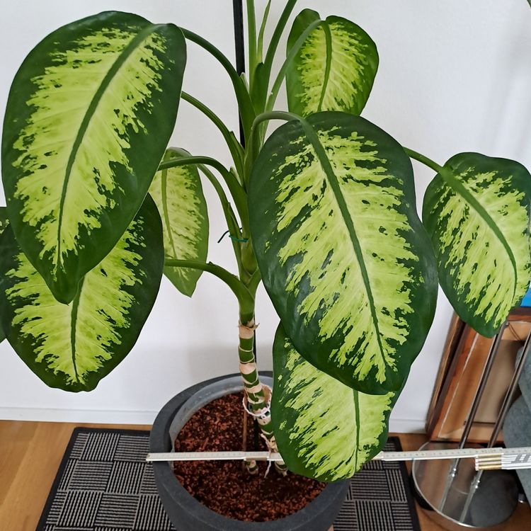 Zimmerpflanze Dieffenbachia Kaufen auf Ricardo