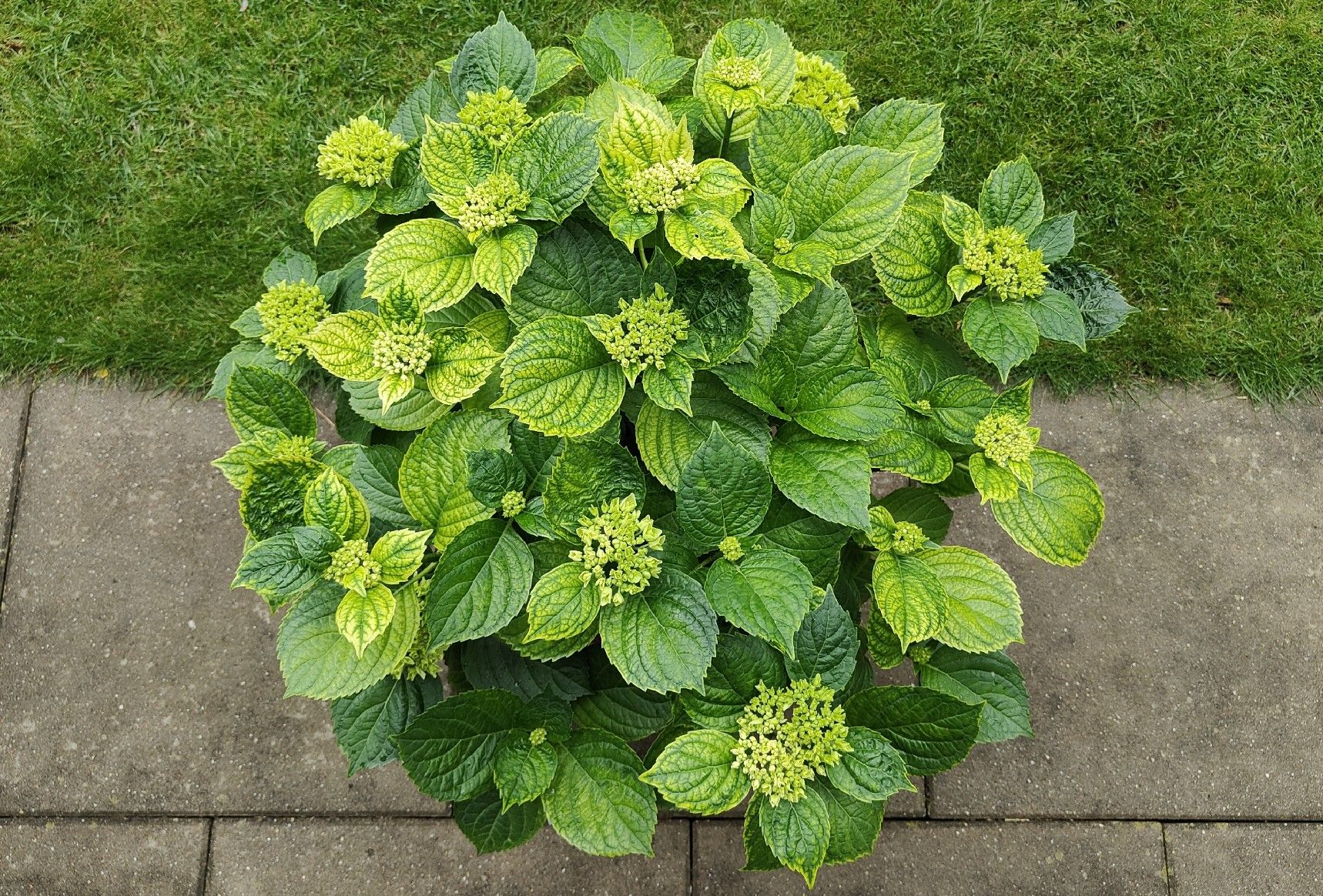 Piante & sementi: Blühbereite Hortensie – Usato da Dietikon venduto da SP8953 1