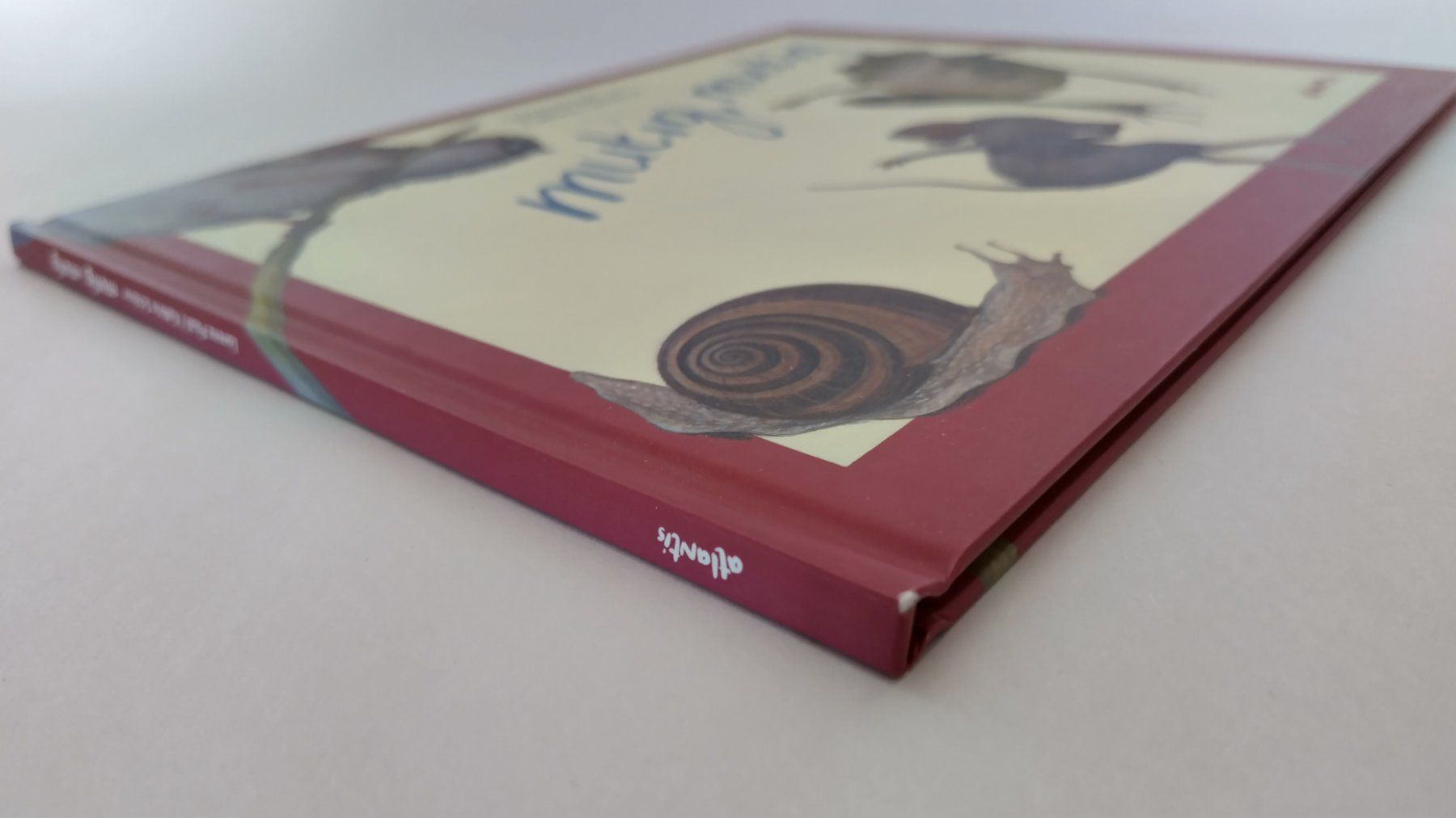 Bücher: Mutig, mutig / Bilderbuch Lorenz Pauli - Kathrin Schärer – Gebraucht aus Bellach von JingleJerry 2
