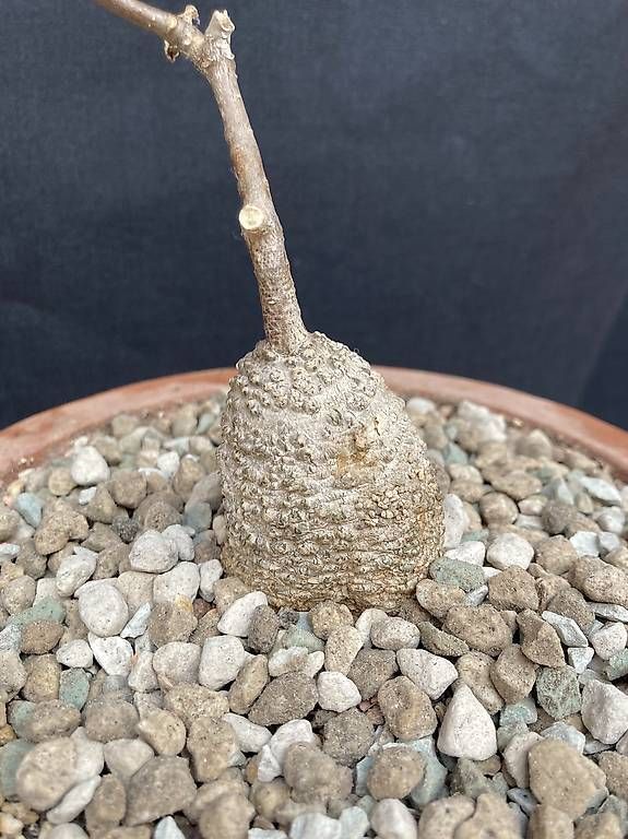 Piante & sementi: Caudex Fockea edulis – Nuovo e nell'imballaggio originale da Liestal venduto da PrebenZwei 2