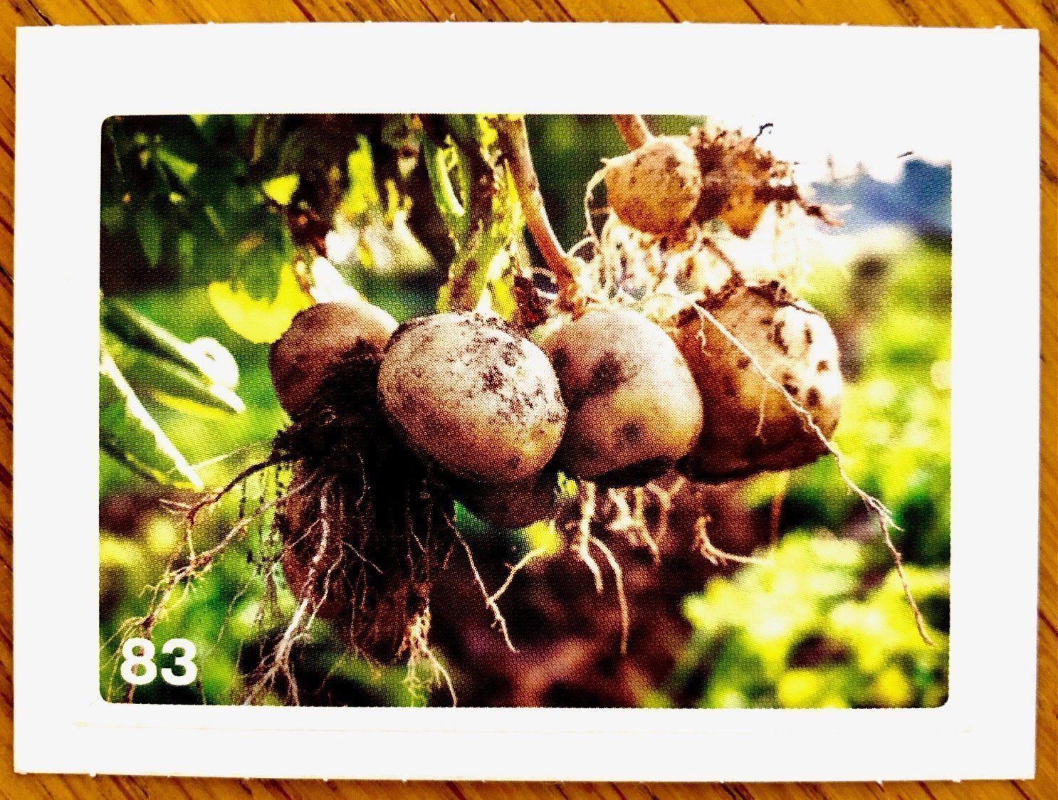 Migros Carte collezionabili: Migros Nature Detectives - Bild Nr. 83 – Nuovo (secondo la descrizione) da Oberrieden venduto da Zimmerberg10