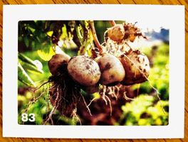 Migros Nature Detectives - Bild Nr. 83