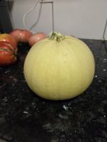 Runde Zucchini 10 Samen