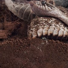 Profile image of lbigd369