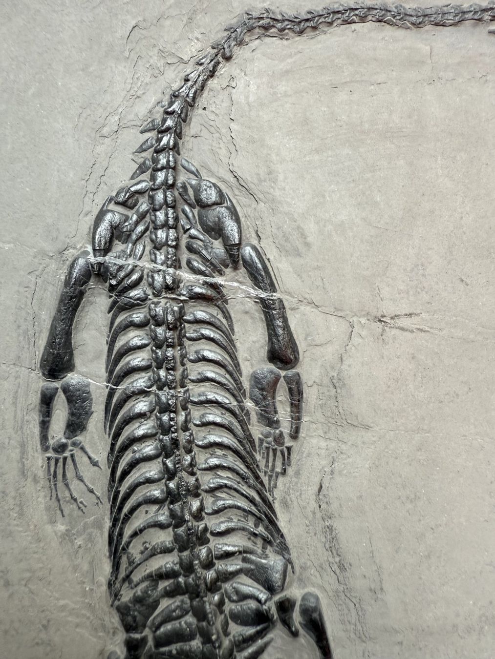 Fossilien: Top Keichousaurus Hui – Gebraucht aus schüpfen von rica122 2
