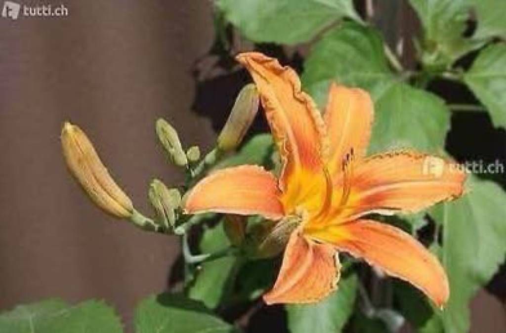 Piante & sementi: Taglilie – Usato da Frauenfeld venduto da Irene.Schuppli 3