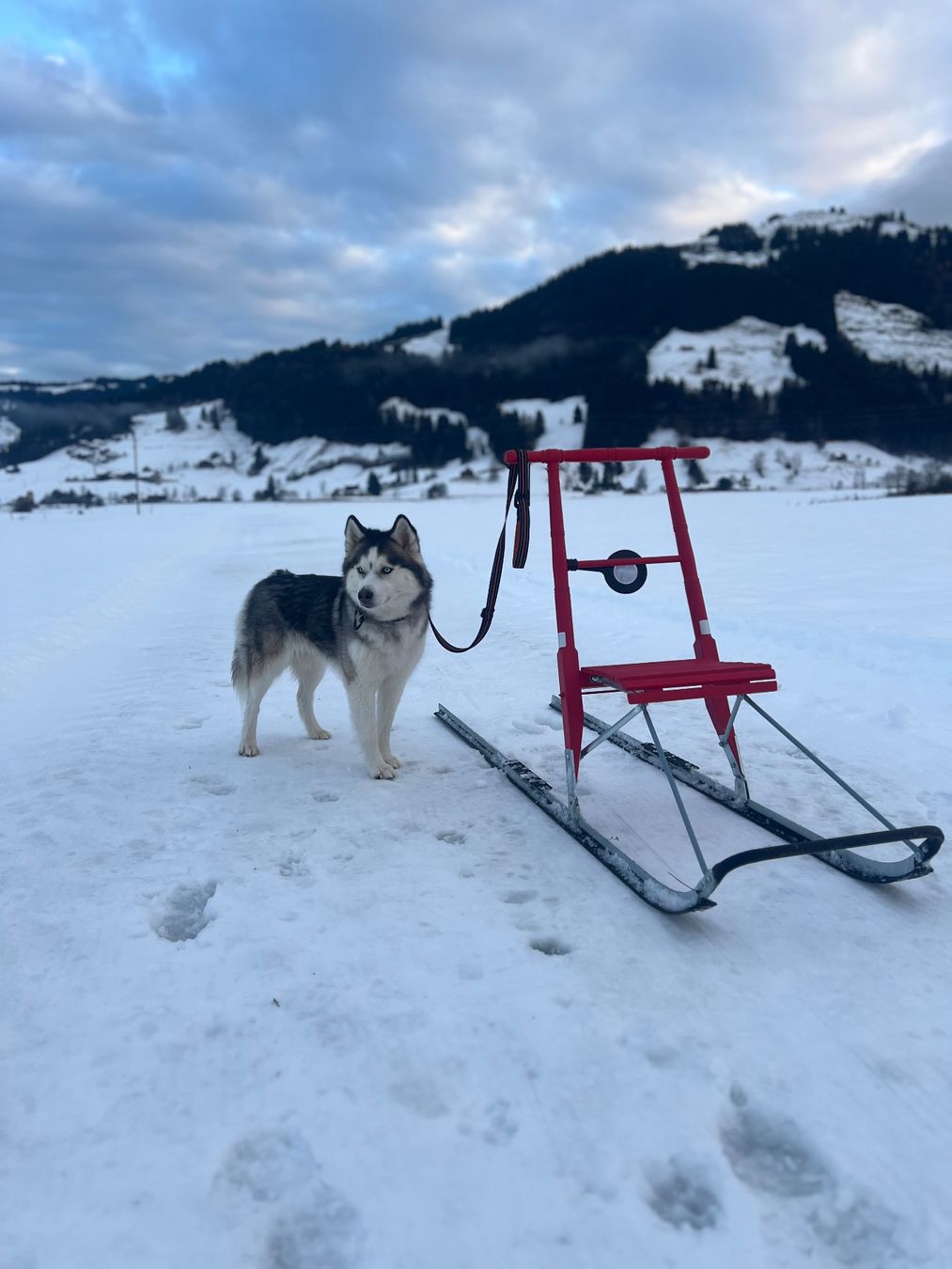 Hundeschlitten Kickspark ESLA T6 (D'occasion) à Oberiberg pour CHF 160 ...