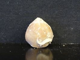 Versteinerter Fisch Fossil MUSCHEL BRACHIOPOD MAROKKO
