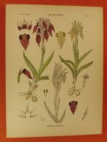 ICONOGRAPHIE DES ORCHIDÉES D'EUROPE, ORCHIDEEN