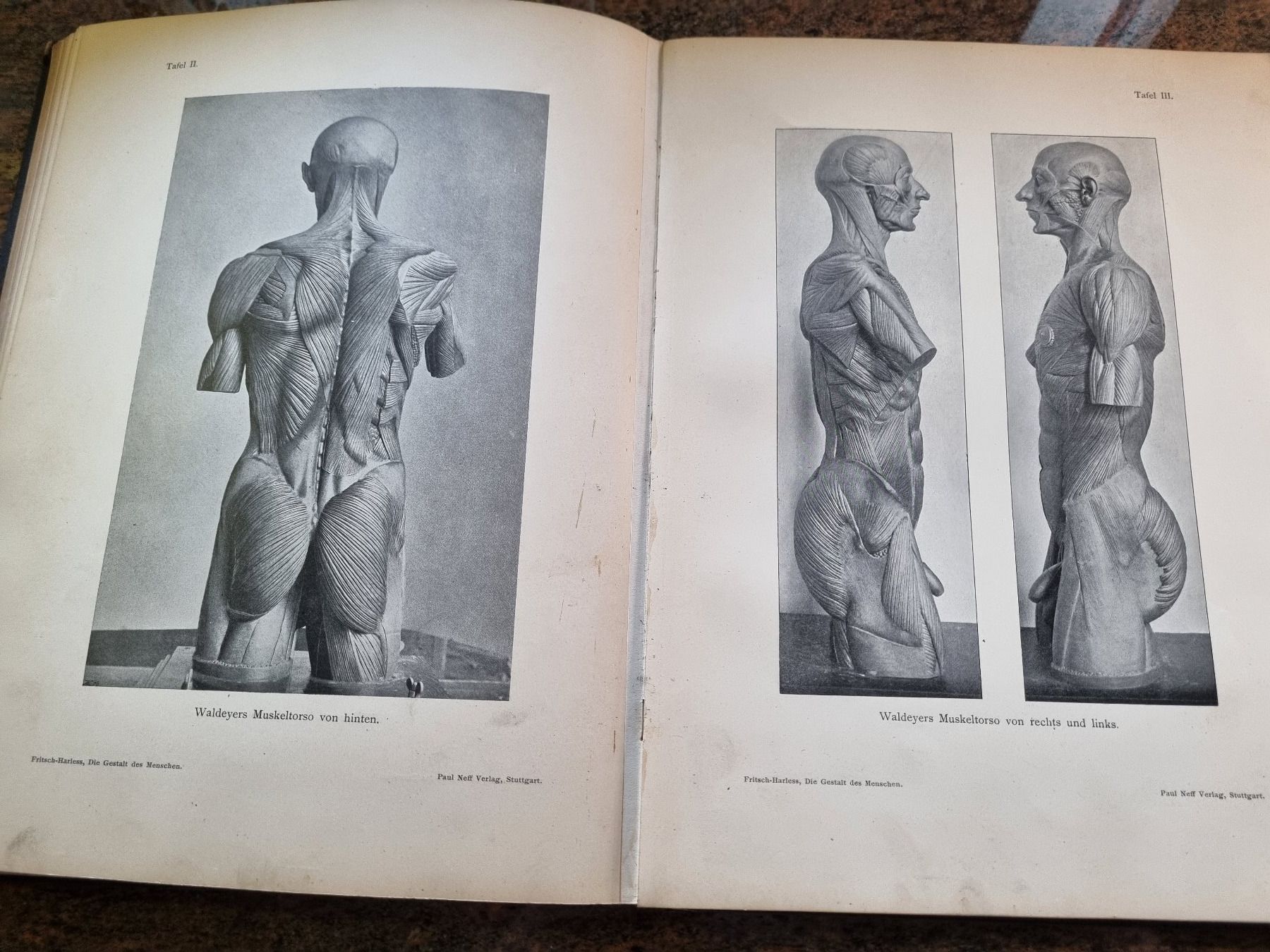 Libri: Die Gestalt des Menschen 1905 – Usato da Trachslau venduto da post35 4