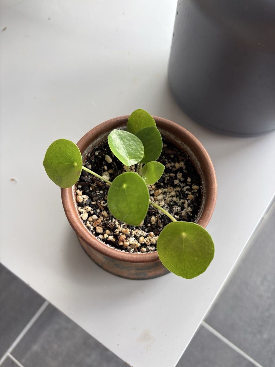 Piante & sementi: Sehr gesunde Pilea – Usato da münchenbuchsee venduto da Satinelam210