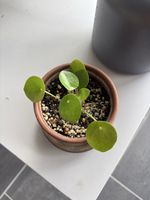 Sehr gesunde Pilea