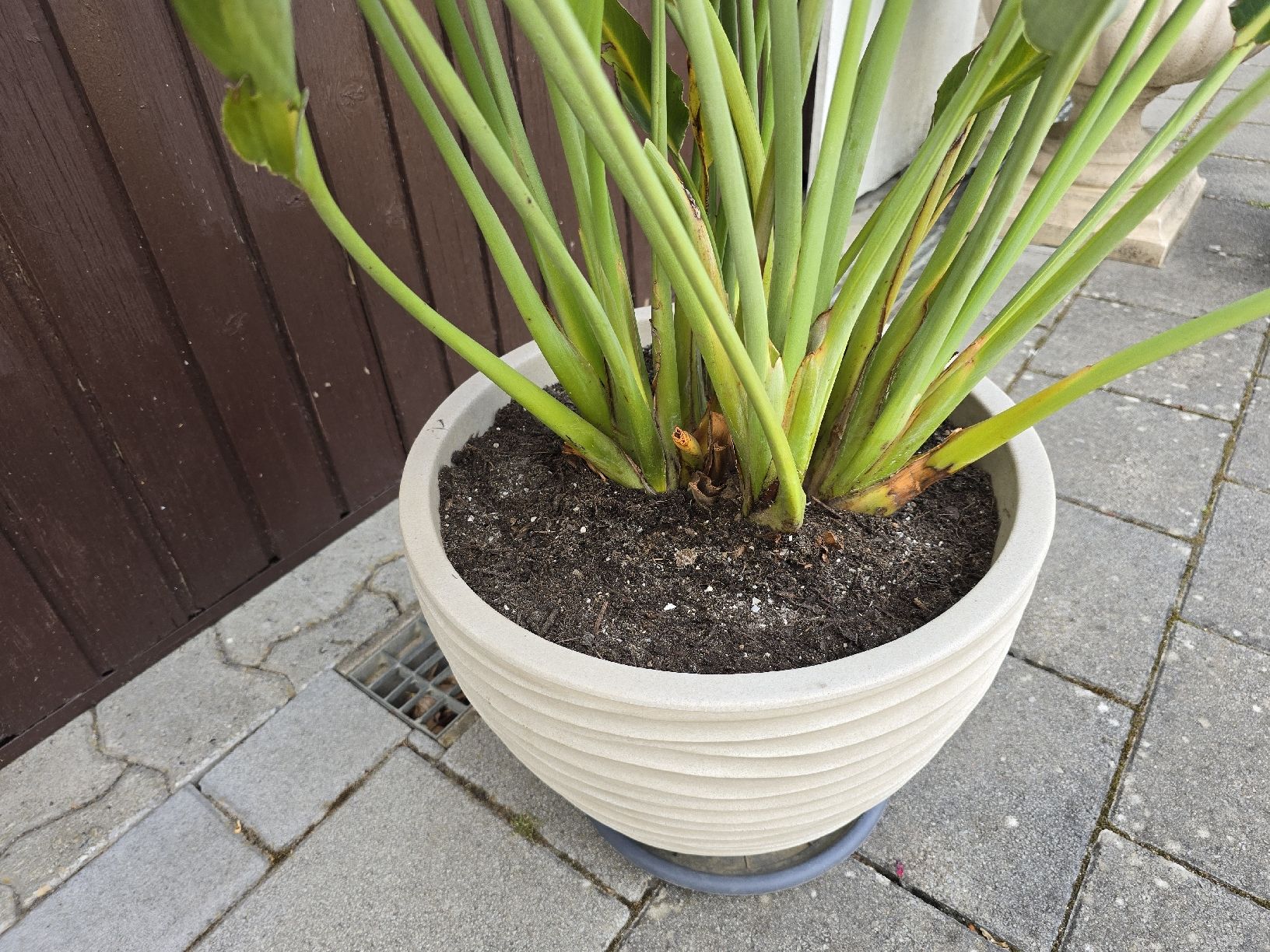 Piante & sementi: Strelitzia reginae inkl. Topf – Nuovo (secondo la descrizione) da Aarburg venduto da popkorn65 1