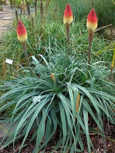 Plantes & graines: Fackellilie - Kniphofia uvaria 'Grandiflora' - 50 Samen – Neuf avec emballage d'origine à Sumiswald par Cham14558 2