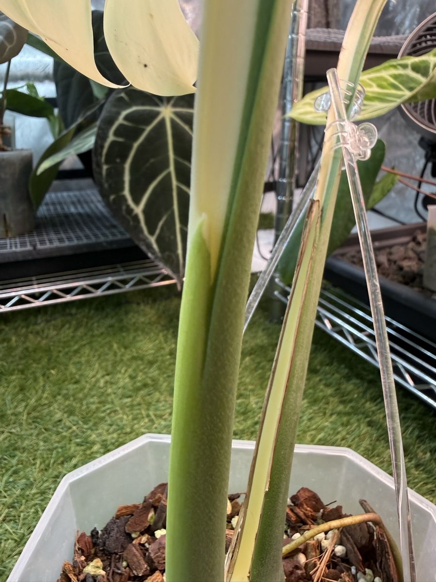 Piante & sementi: Monstera Albo large form | headcutting – Usato da Morlon venduto da lucius.greenery 6