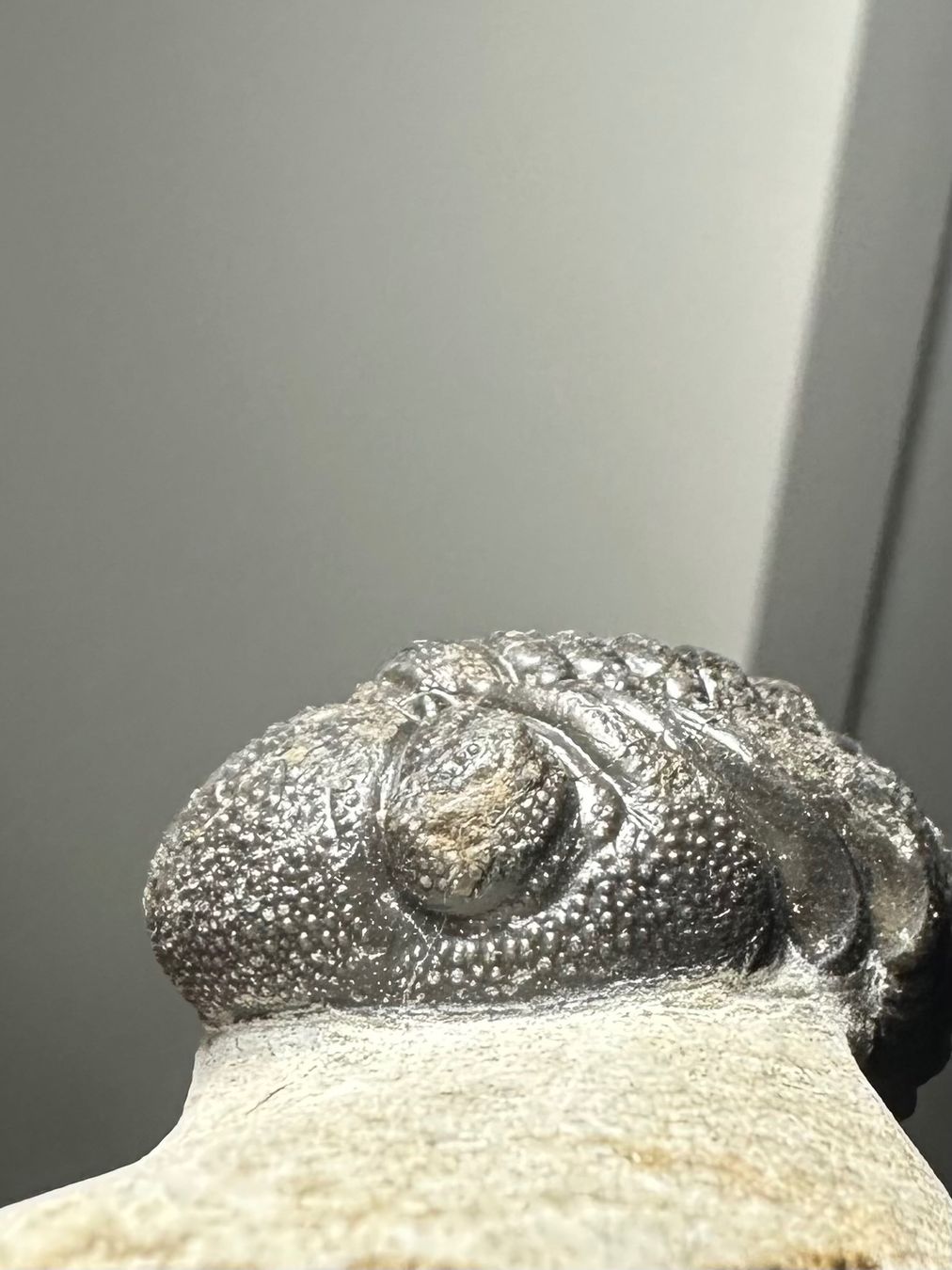 Fossili: Fossiler Trilobit - Phacops africanus – Usato da Lutzenberg venduto da CS65 8