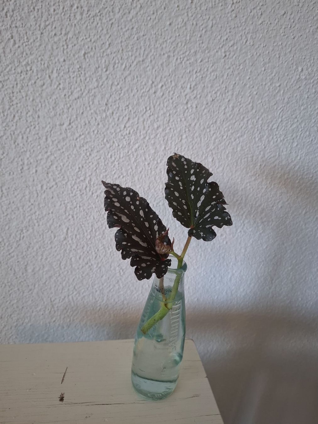 Piante & sementi: Begonia Cracklin' Rosie Steckling – Usato da Ballwil venduto da Mirjam789 3
