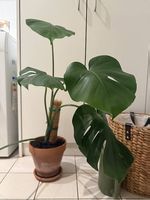 uperbe plante Monstera Deliciosa avec tuteur en coco