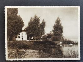 Altenrhein  Ansichtskarte  Bodensee   Natur   Rheintal  Thal