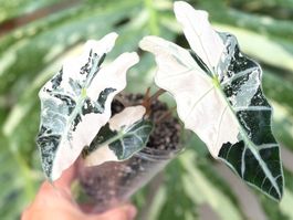 Alocasia Polly Pink