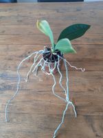 Zimmerpflanze Pflanze Orchidee ohne Topf