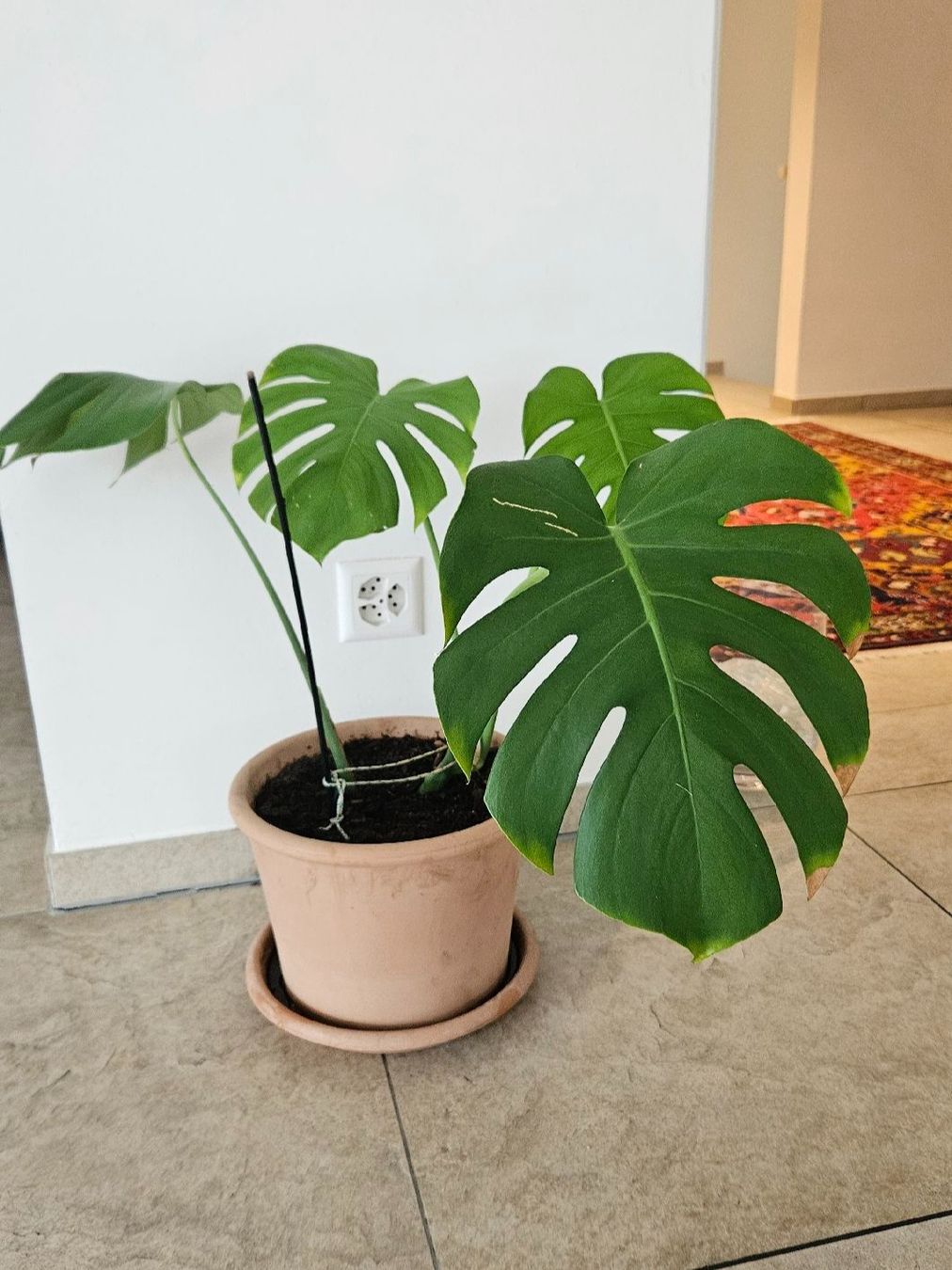 Piante & sementi: Monstera Deliciosa inkl. Terrakottatopf – Usato da Schaan venduto da car_wrv2