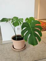 Monstera Deliciosa inkl. Terrakottatopf