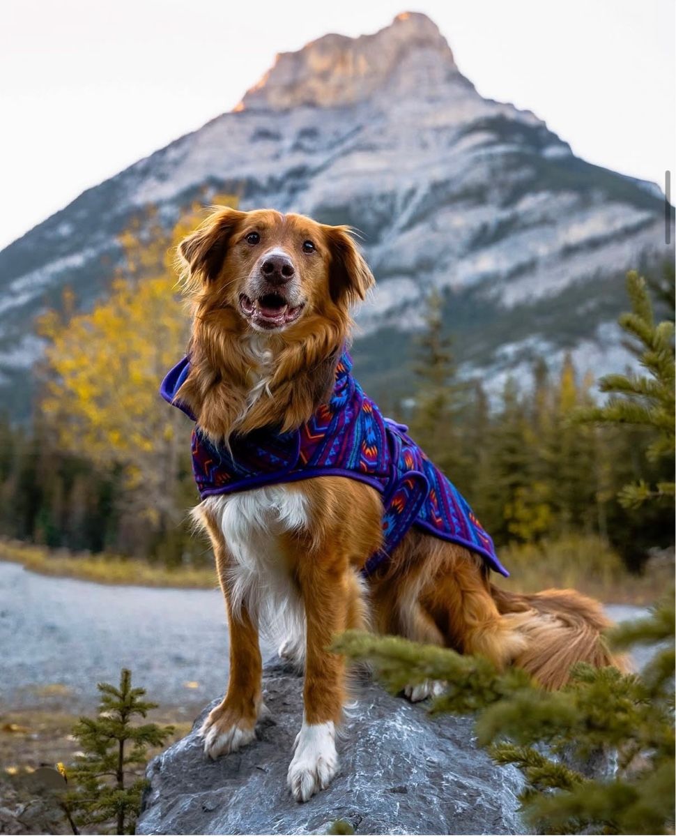 Bekleidung: Bunte stylische Hundedecke  – Neu (gemäss Beschreibung) aus Kriens von Kirula 2
