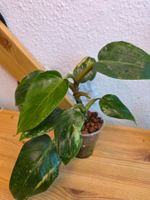 🌿 Philodendron Erubescens White Princess