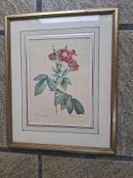 Alte Blume Stich Rosa D'Bentzeranea gerahmt ca. 38x28cm