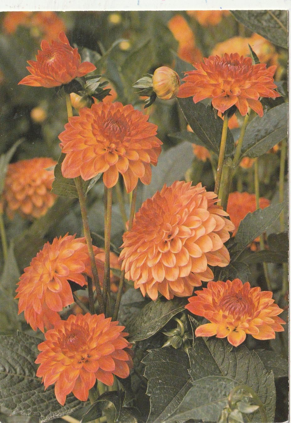 Cartoline postali: 10 Schöne Blumenkarten – Usato da Lumbrein venduto da made02