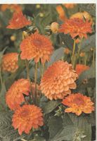 10 Schöne Blumenkarten