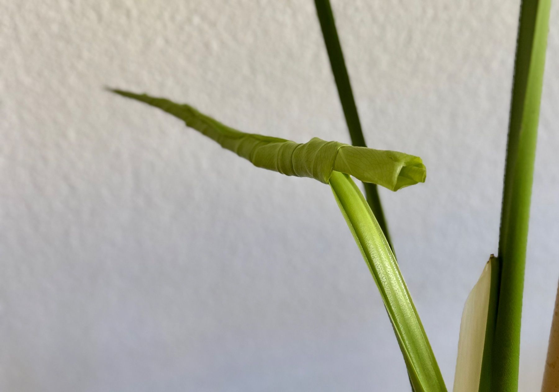 Piante & sementi: Monstera Deliciosa – Usato da Bern venduto da ACR12 8