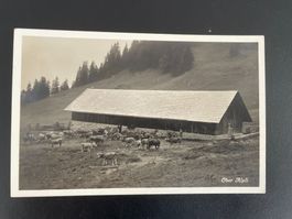AK ZG Ober-Alpli, Alpwirtschaft Zuger Alpli