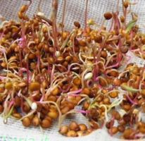 Ab 5.- fr 50 Samen von QUINOA Wintersprossen