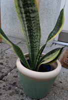 Bogenhanf Sansevieria trifasciata im Topf Guter Zustand