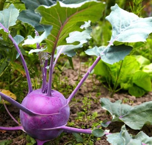 Piante & sementi: 30 SAMEN GRAINES SEMI  Blauer Kohlrabi – Nuovo e nell'imballaggio originale da Rovio venduto da POSITIFFARTandPLANTS