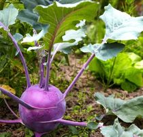 30 SAMEN GRAINES SEMI  Blauer Kohlrabi