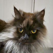 Profile image of bor_da24