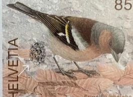 3520) Abart Buchfink grosses Ei am Hinterteil Attest LP