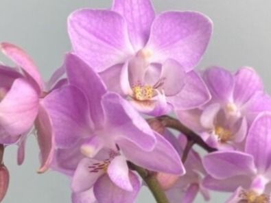 Piante & sementi: Mini  Orchidee WILD "Phalaenopsis" 20 cm Farbe ROSÉ – Nuovo e nell'imballaggio originale da Rovio venduto da POSITIFFARTandPLANTS 3