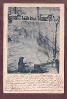 BERN - Bärengraben - 1899