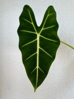 Alocasia Micholitziana ‚Frydek’ Rhizome 💚