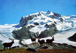 MONTE ROSA 4634 m Steinwild - Bouquetins