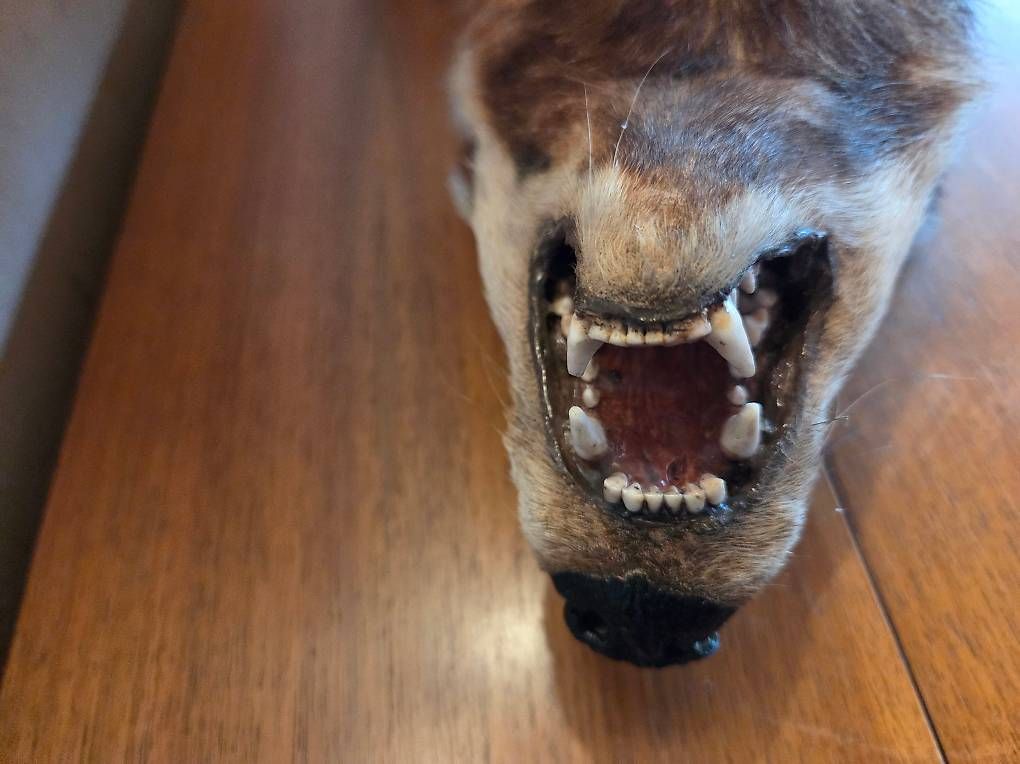 Monde des animaux: Dachspräparat – D'occasion à Zürich par linie5 2