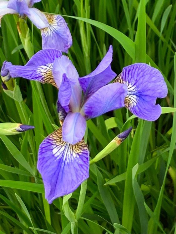 6 blaue Sibirische Iris Pflanzen wurzelnackte Rhizome Garten Kaufen
