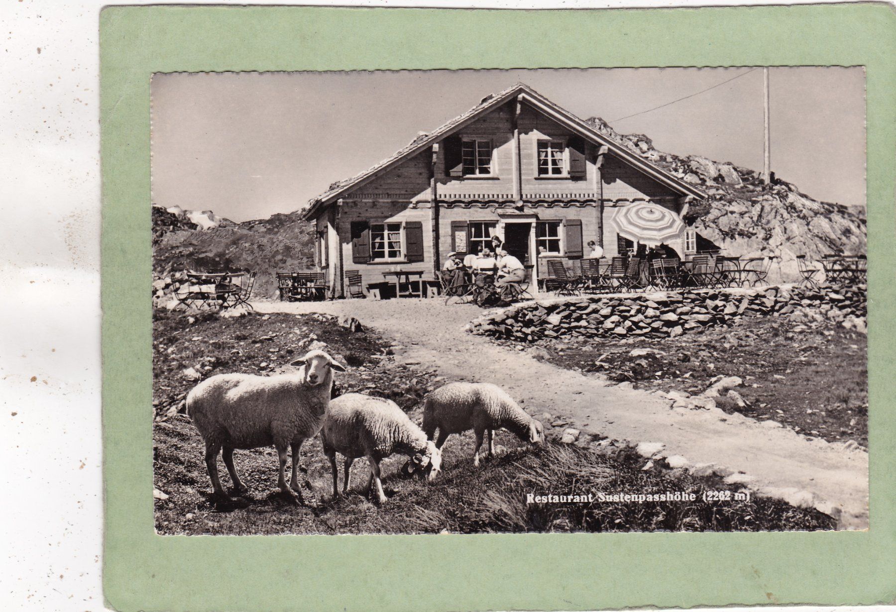 Cartes postales: Restaurant Sustenpasshöhe Schafe – D'occasion à Herisau par Lisegrat2008