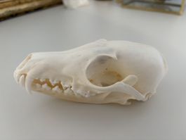 Echter Fuchsschädel präpariert weiss guter Zustand