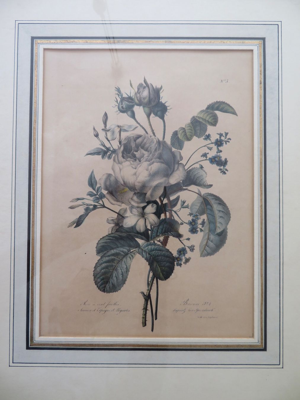 Grafiken & Lithographien: Hundertblättrige Rose – Gebraucht aus Bern von mordswein 1