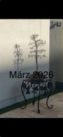 Bonsai Ulme ca 25 Jahre alt ab 1.-